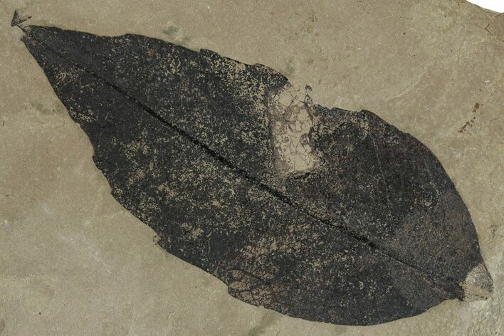 Fossil Oak Leaf (Quercus) - Insect Predation! #356094